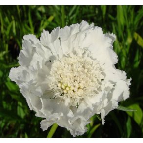 Skabiose 'Perfecta Alba'