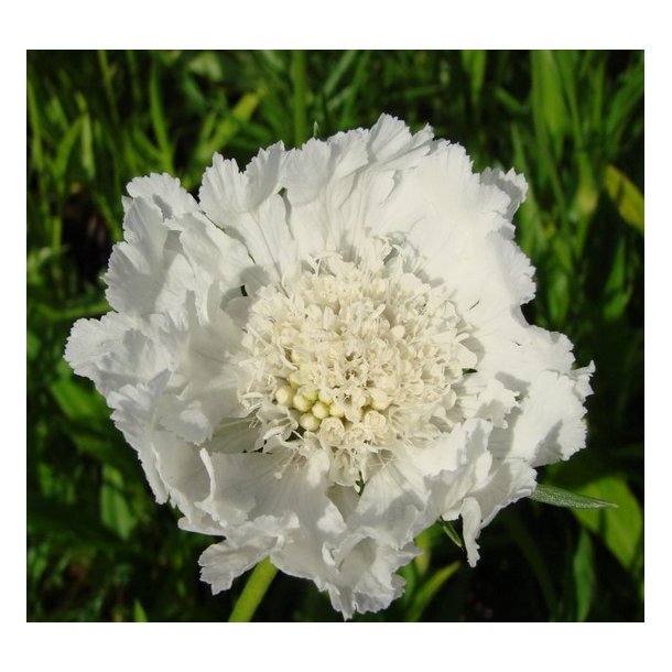 Skabiose 'Perfecta Alba'