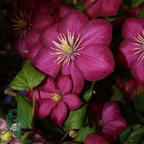 Clematis 'Ville de Lyon'