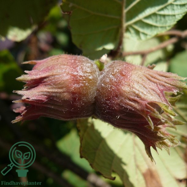 Blodhassel 'Purpurea'