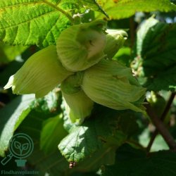 Hasseln�d 'Lambert Filbert'