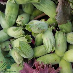 Hasseln�d 'Lambert Filbert'