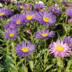 Bakkestjerne 'Dunkelste Aller'