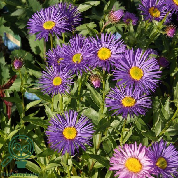 Bakkestjerne 'Dunkelste Aller'