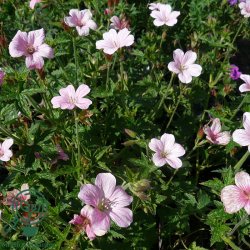 Storken�b 'Rose Clair'