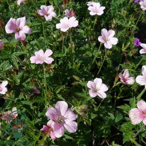 Storken�b 'Rose Clair'