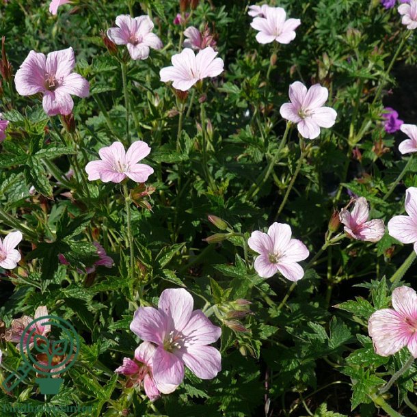 Storken�b 'Rose Clair'