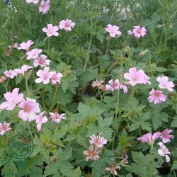 Storken�b 'Rose Clair'