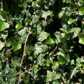 Hedera helix 'Hevil'