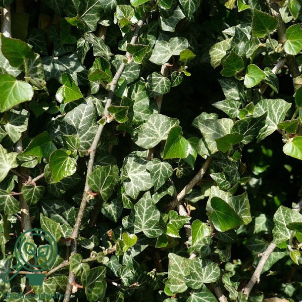 Hedera helix 'Hevil'
