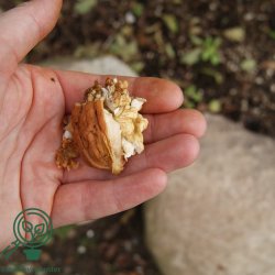 Valn�d 'Broadview'