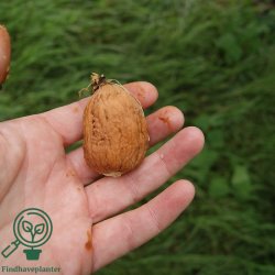 Valn�d 'Broadview'