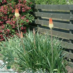 Raketblomst 'Grandiflora'