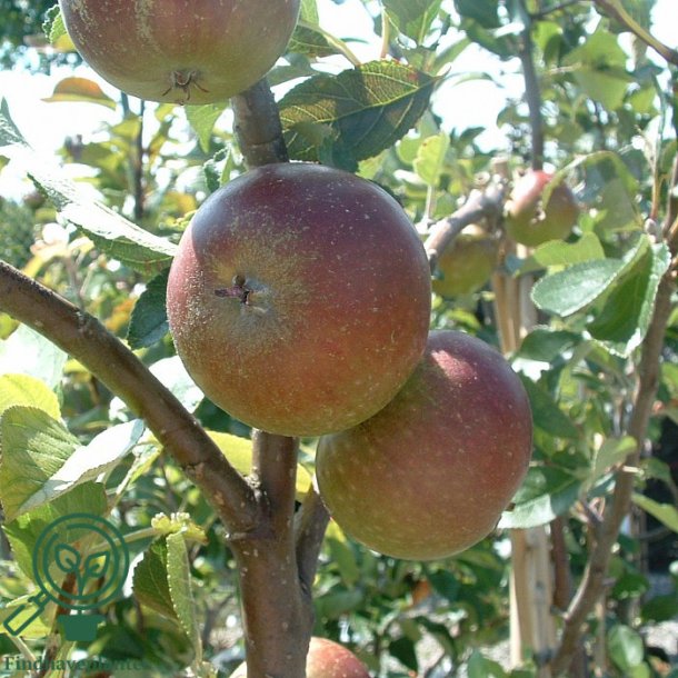 �bletr� "Cox Orange"