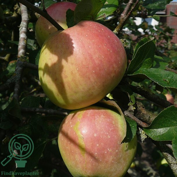 �bletr� "Filippa"