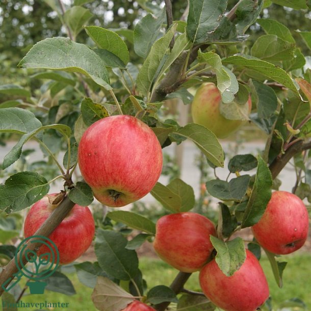 �bletr� " Guldborg"