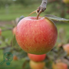 �bletr� 'James Grieve'