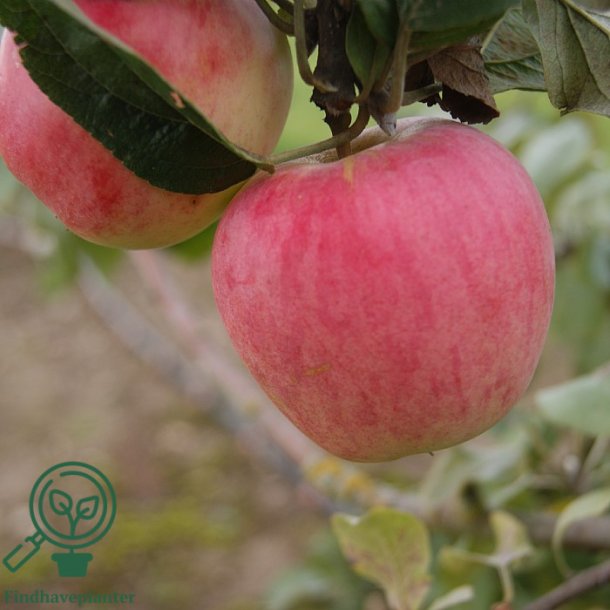 �bletr� " R�d Ananas"