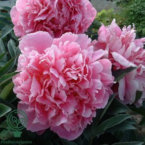 Silkep�on 'Sarah Bernhardt'