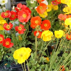 Sibirisk valmue 'Gardenzwerg'