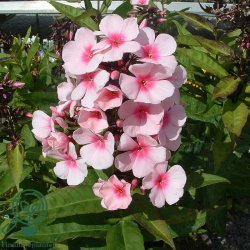 H�stfloks 'Bright Eyes'