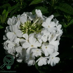 H�stfloks 'Fujiyama'