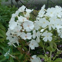 H�stfloks 'Fujiyama'