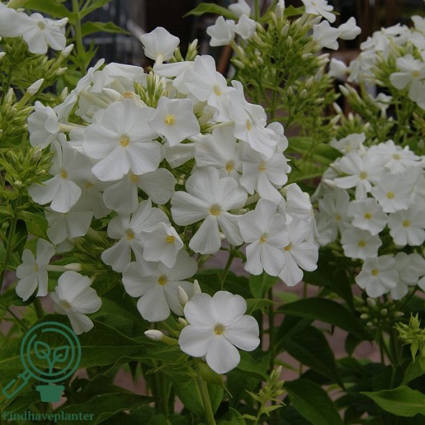 H�stfloks 'Fujiyama'