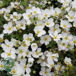 Potentilla 'Abbotswood'