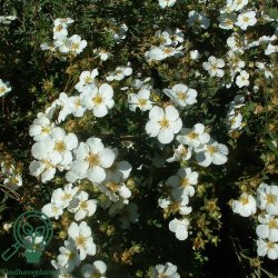 Potentilla 'Abbotswood'