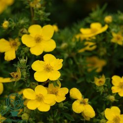 Potentilla "Goldfinger"