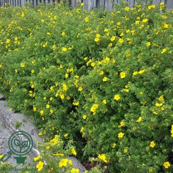 Potentilla "Goldfinger"