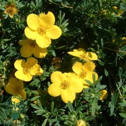 Potentilla "Kolbold"