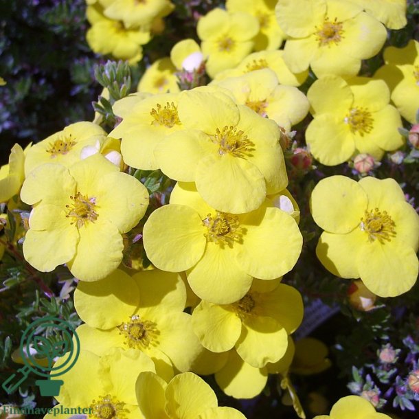 Potentilla "Kolbold"