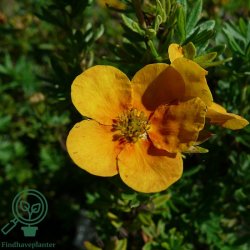 Potentilla 'Mango Tango'