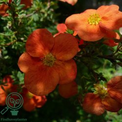 Potentilla 'Red Robin'
