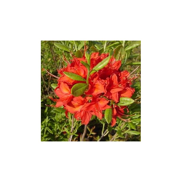 Azalea 'Satan'