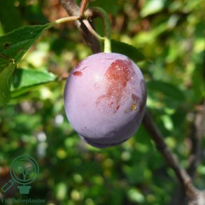 Blommetr� 'Kirkes'