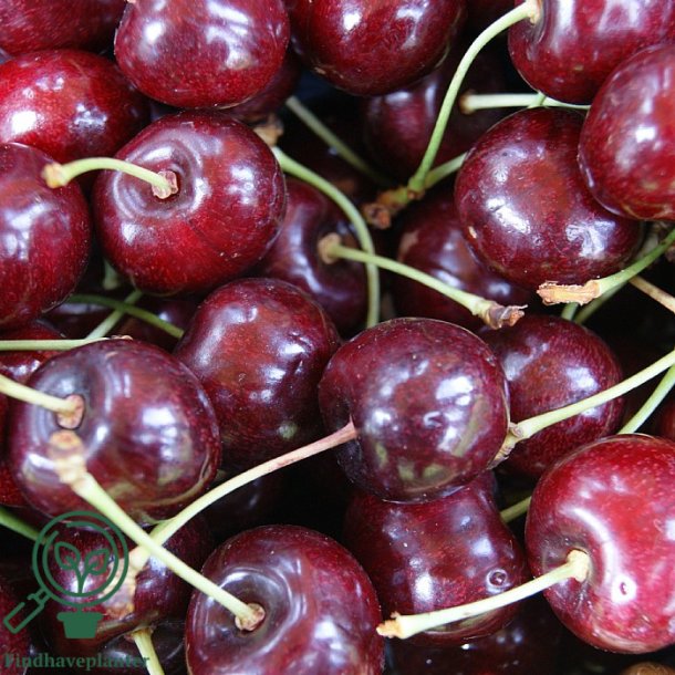 Kirseb�rtr� "Lapins"