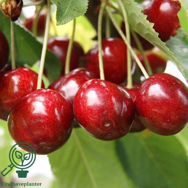 Kirseb�rtr� "Stella"