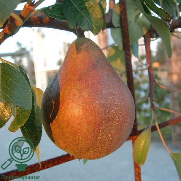 P�retr� " Clapps Favorite"