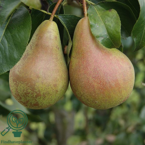 P�retr� "Concorde"