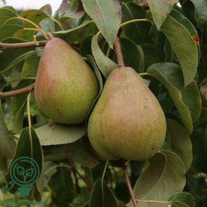 P�retr� 'Comice'