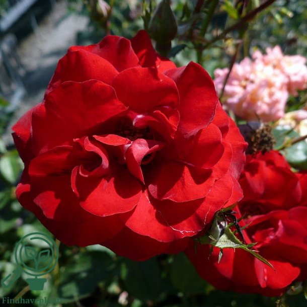 Rose "H.C Andersen"