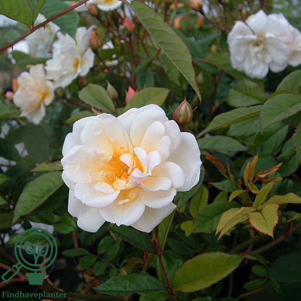 Rose 'Lykkefund'