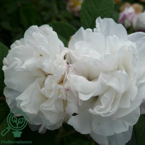 Rose 'Louise Bugnet'