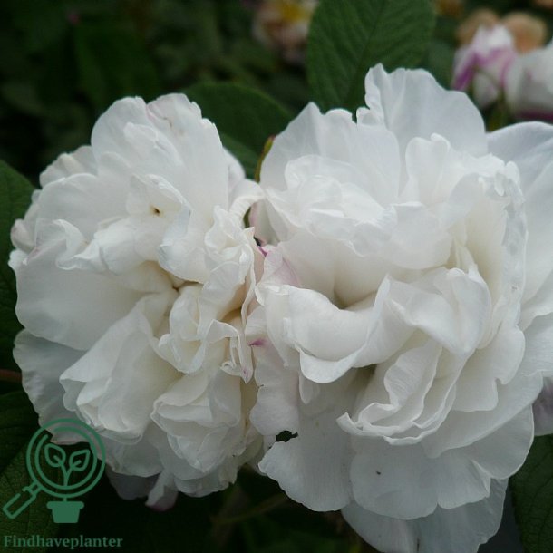 Rose 'Louise Bugnet'