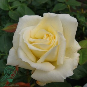Rose 'Schneewalzer'