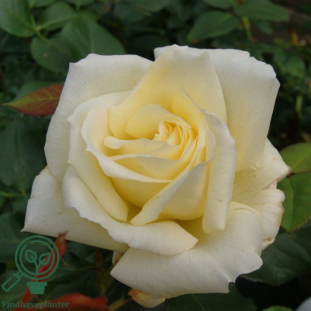 Rose 'Schneewalzer'