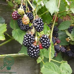 Bromb�r 'Loch Ness'